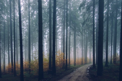 Bosque de otoño brumoso en un bosque de coníferas templado