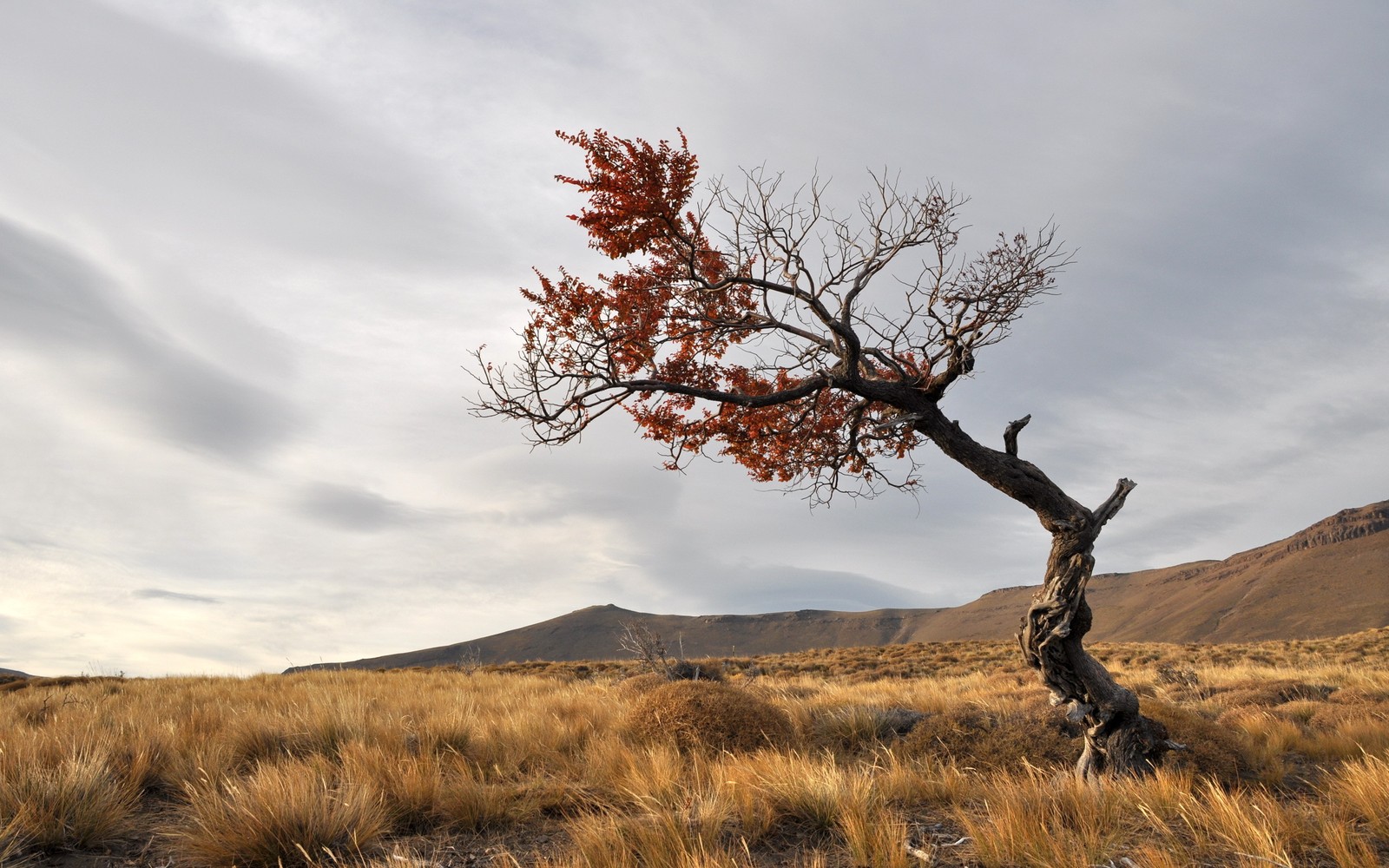 There is a lone tree in the middle of a field (tree, savanna, wilderness, grassland, grazing)