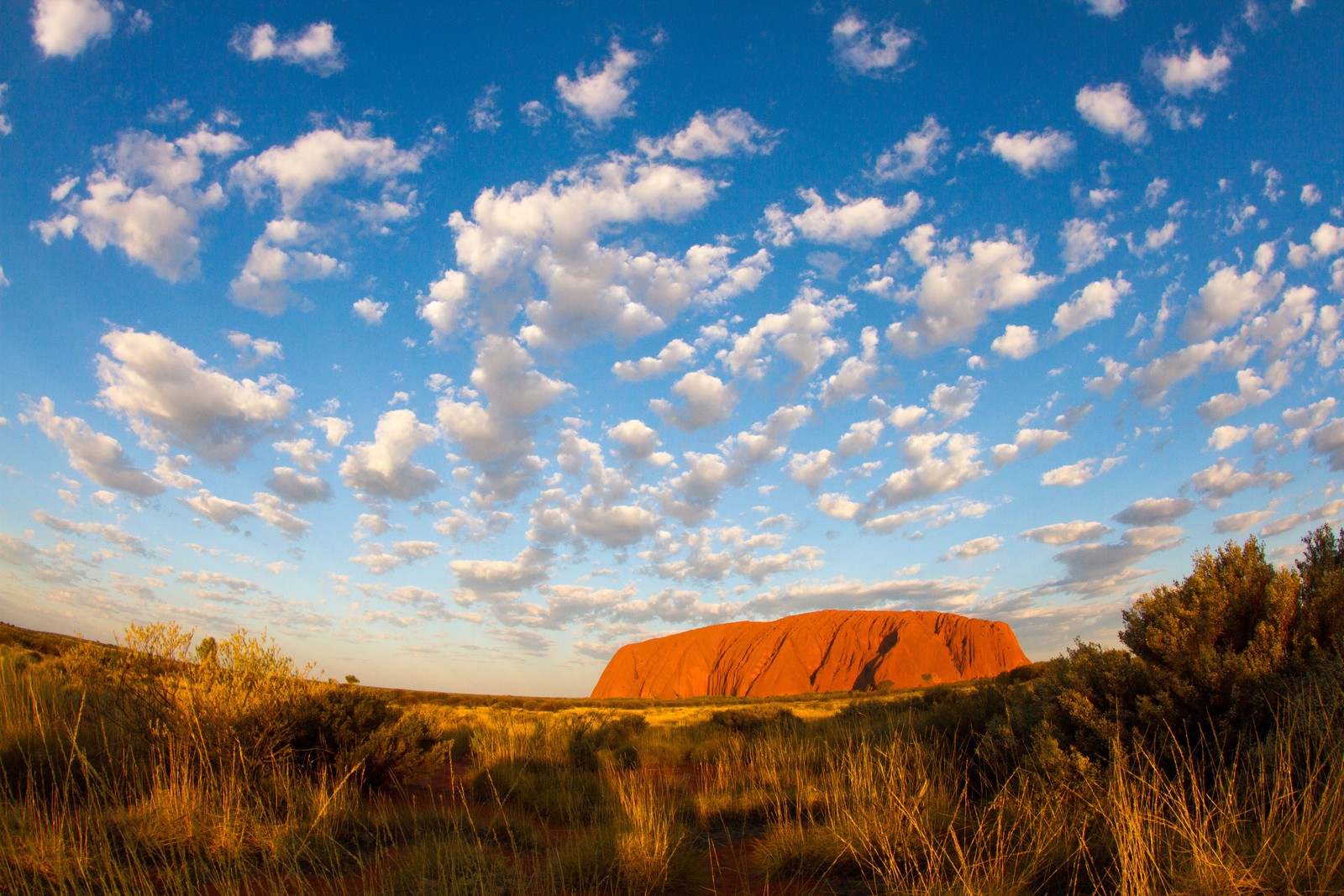 Жираф на скале в буше с голубым небом и облаками (улуру, uluru, облако, луг, прерия)