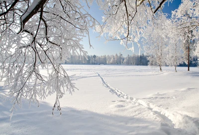 neve, inverno, árvore, congelamento, ramo