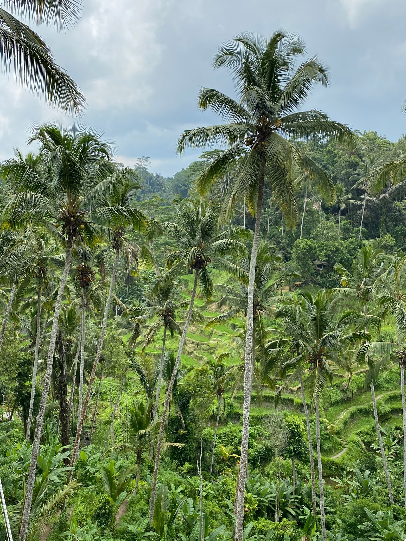 Há muitas palmeiras na selva na colina (vegetação, natureza, ambiente natural, comunidade vegetal, árvore)