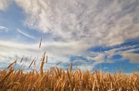 nuvem, campo, grão, família das gramíneas, dia