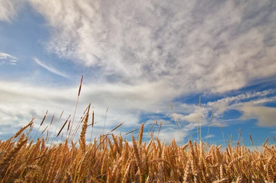 cloud, field, grain, grass family, daytime