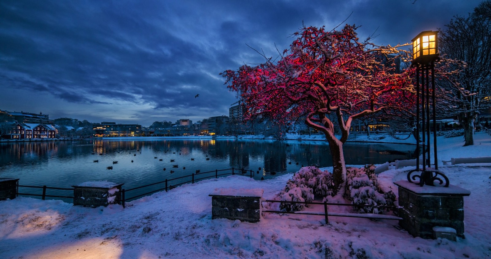 Eine verschneite nachtszene mit einem baum und einem see mit einer bank (schnee, winter, natur, baum, wasser)