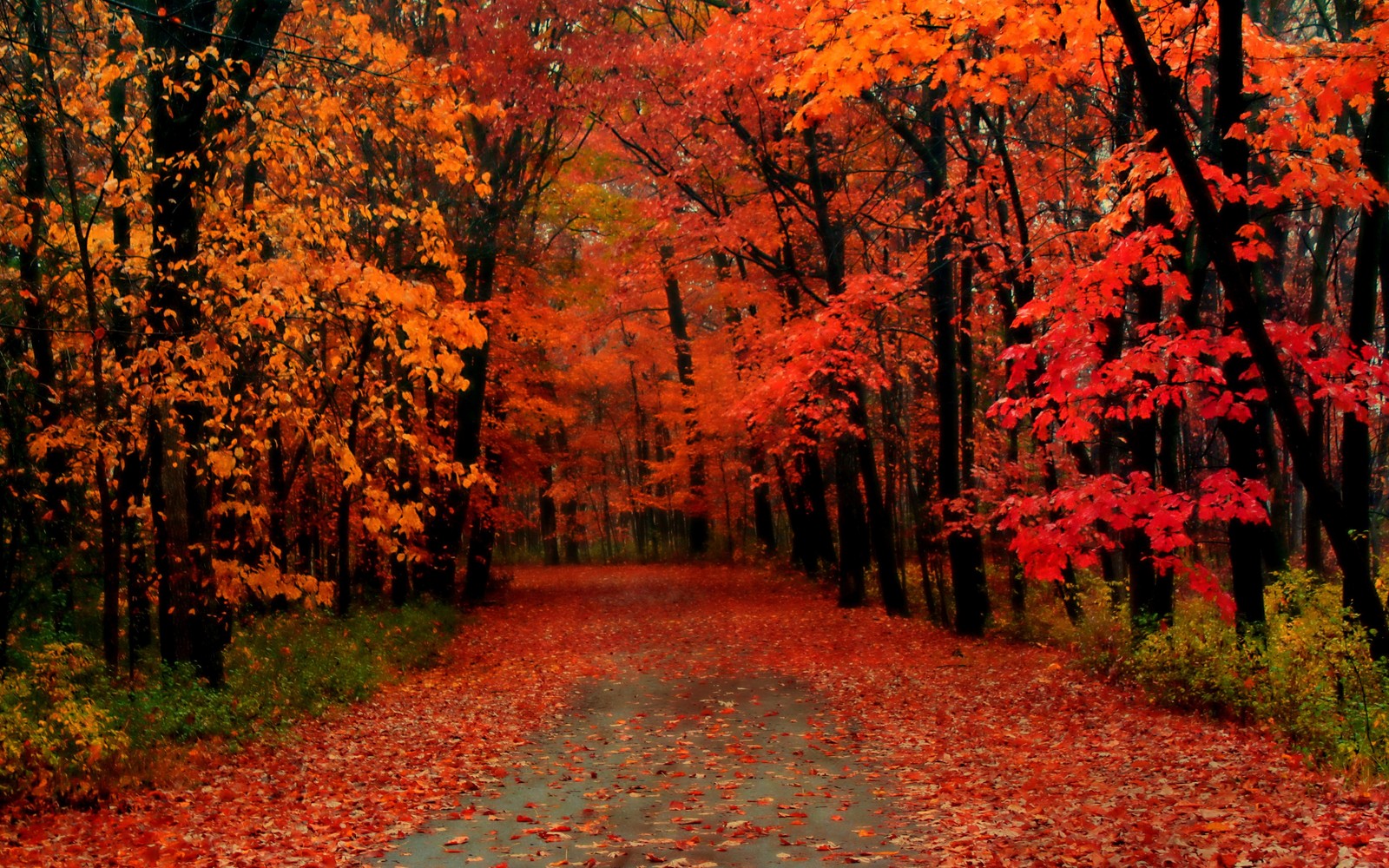 A close up of a road with trees and leaves on the ground (autumn, tree, leaf, nature, deciduous)