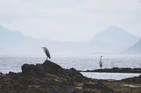 Seabirds perched on rocky shore against a misty ocean backdrop.