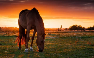 Cheval arabe paissant au coucher du soleil dans un paysage serein