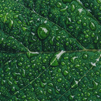 Close-Up of Dewy Green Leaf Texture