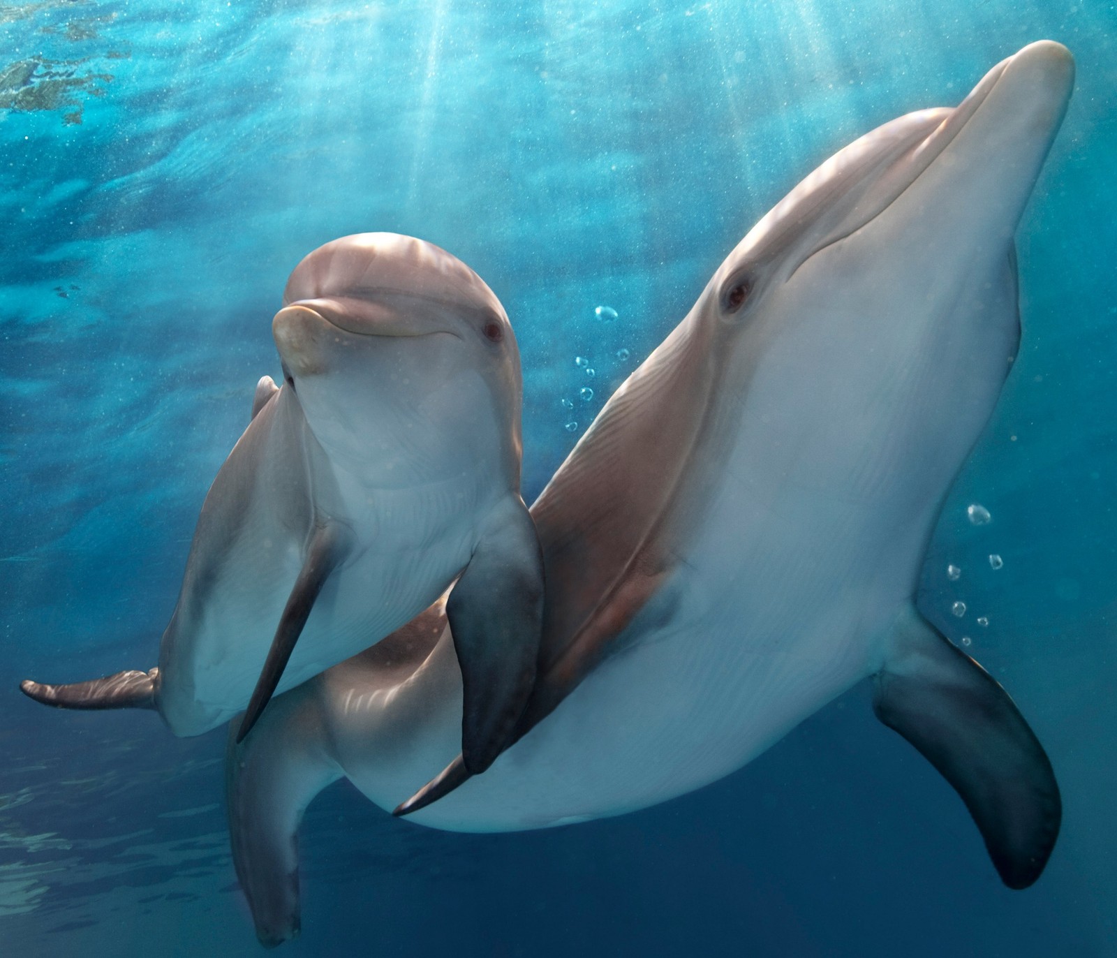 Dolphins swimming in the ocean with sunlight shining through the water (animals, dolphins, nature, underwater)