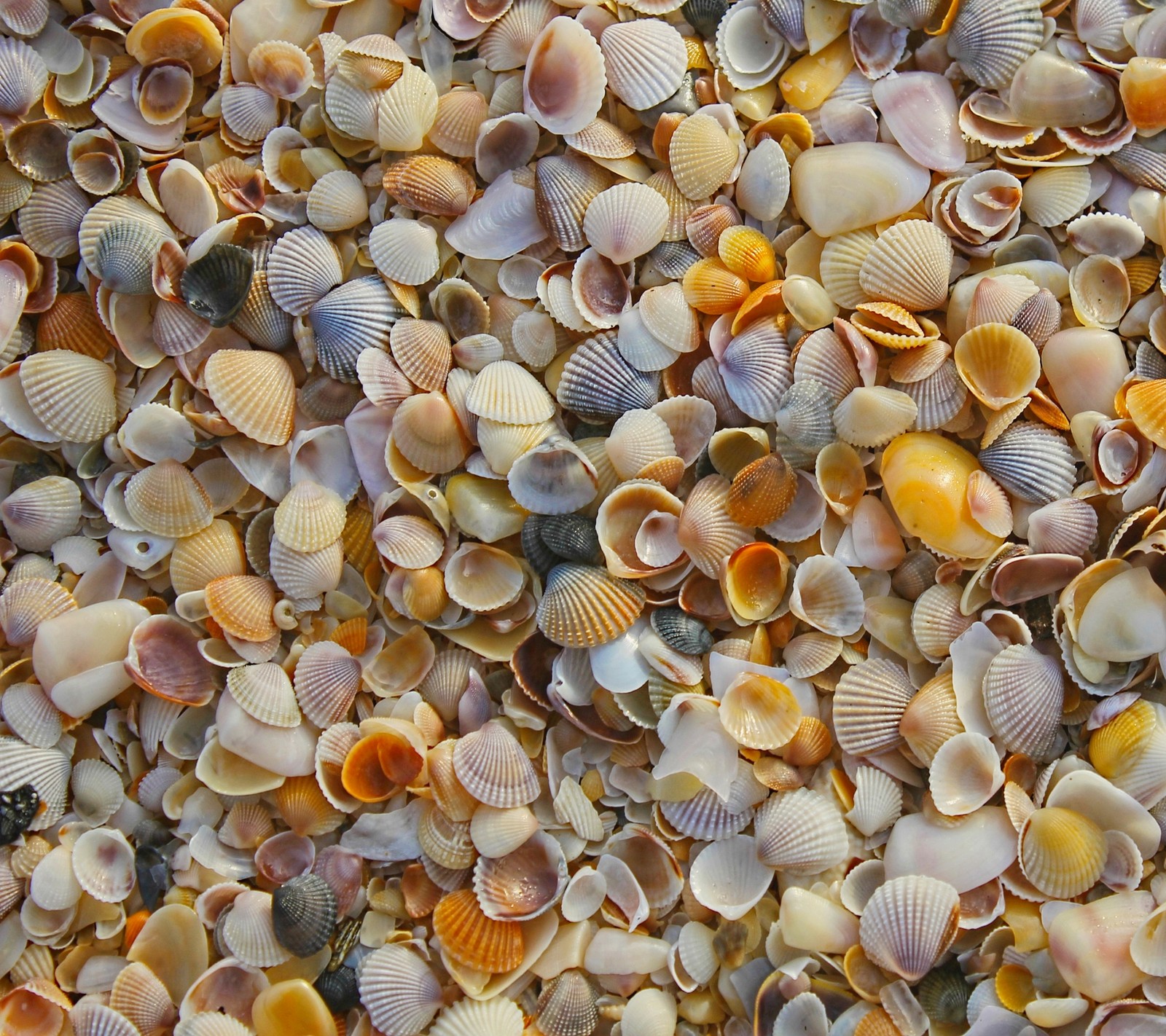 Um close-up de um monte de conchas na praia (praia, oceano, mar, casca, água)