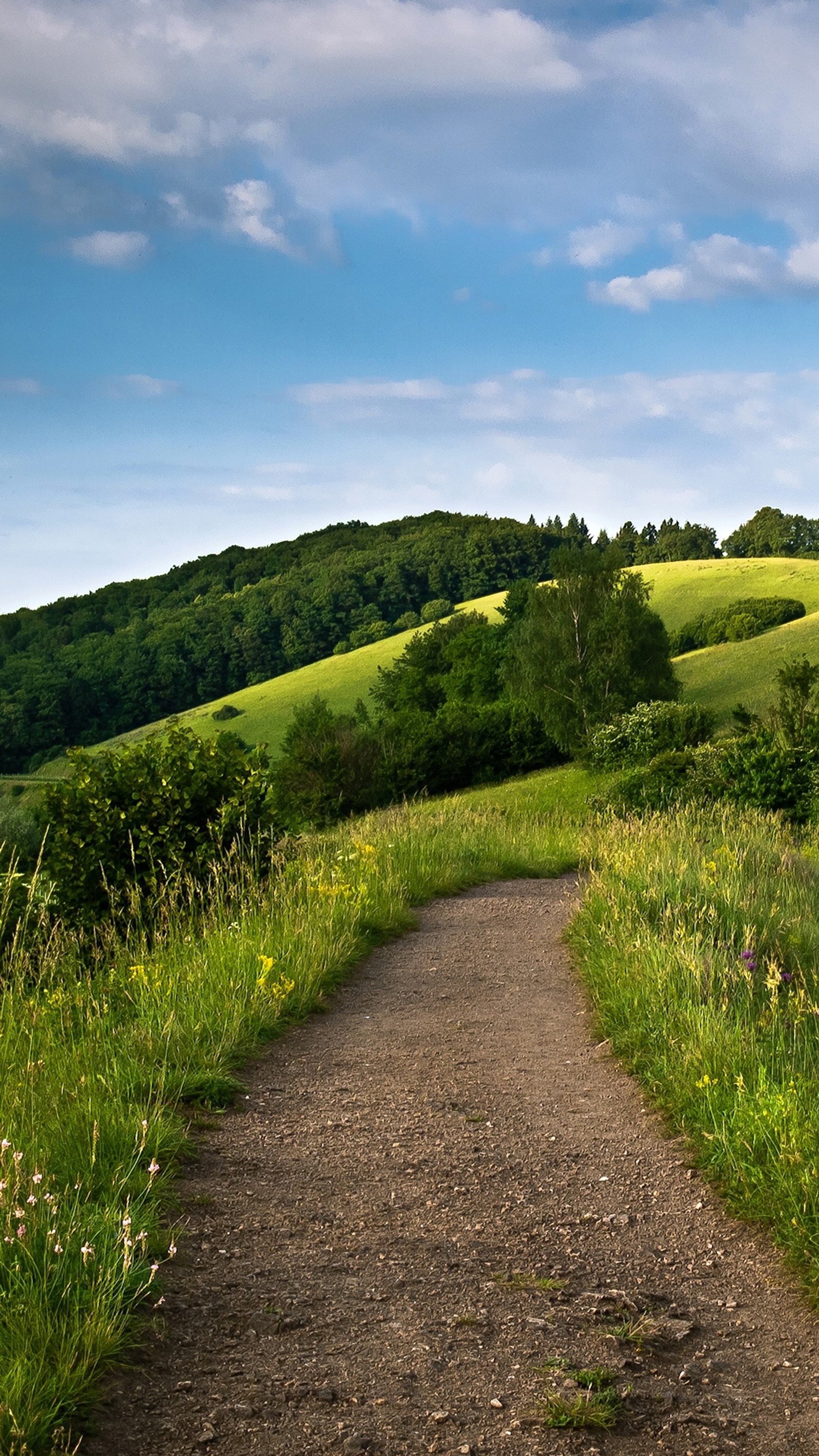 Lade blume, grün, landschaft, frühling, bäume Hintergrund herunter