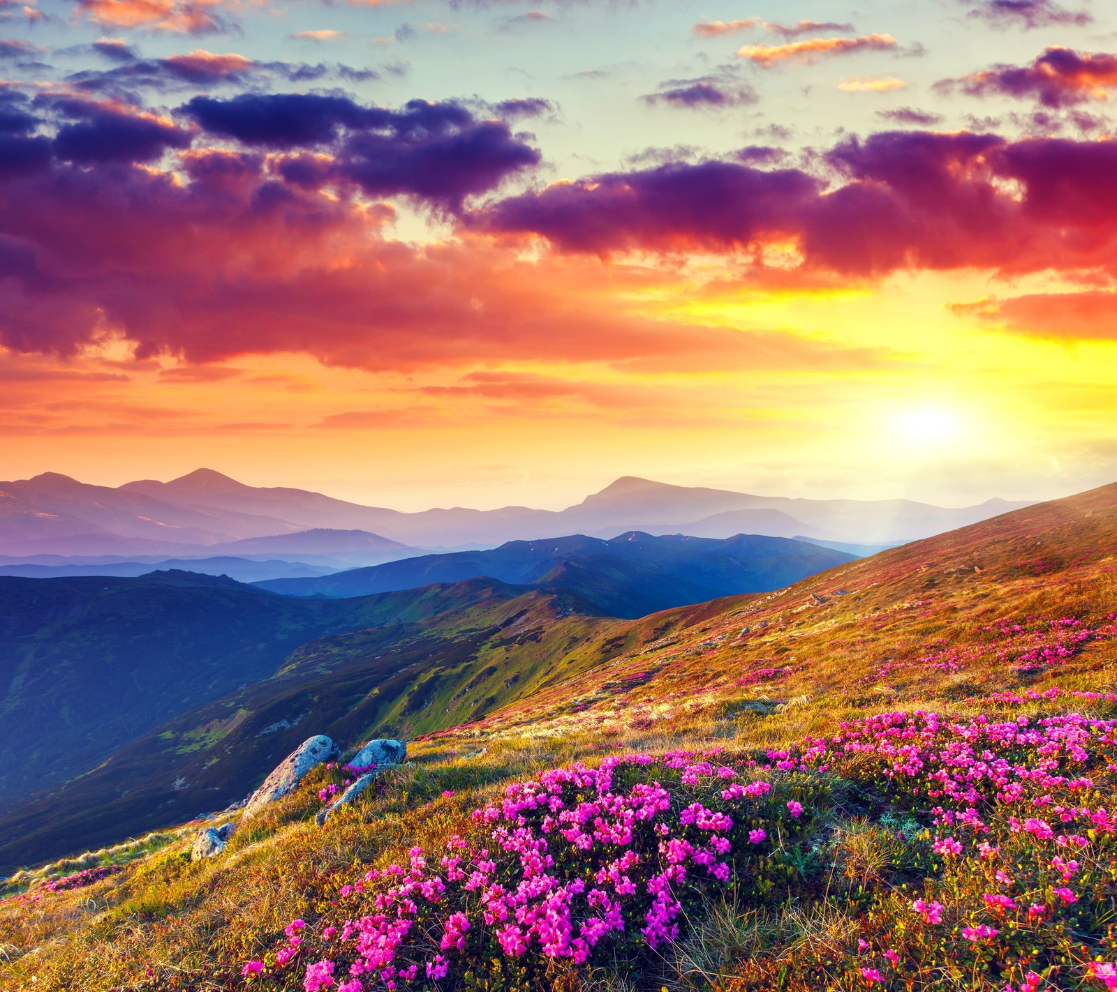 Una hermosa puesta de sol sobre una montaña con flores rosas (hermoso atardecer, colorful backg, montañas, rhododendron field)