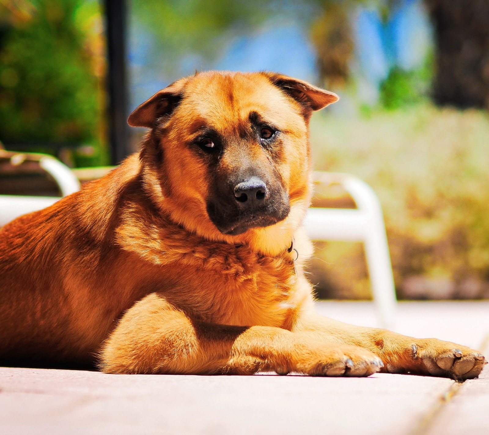 There is a dog that is laying down on the ground (alsatian, dog)