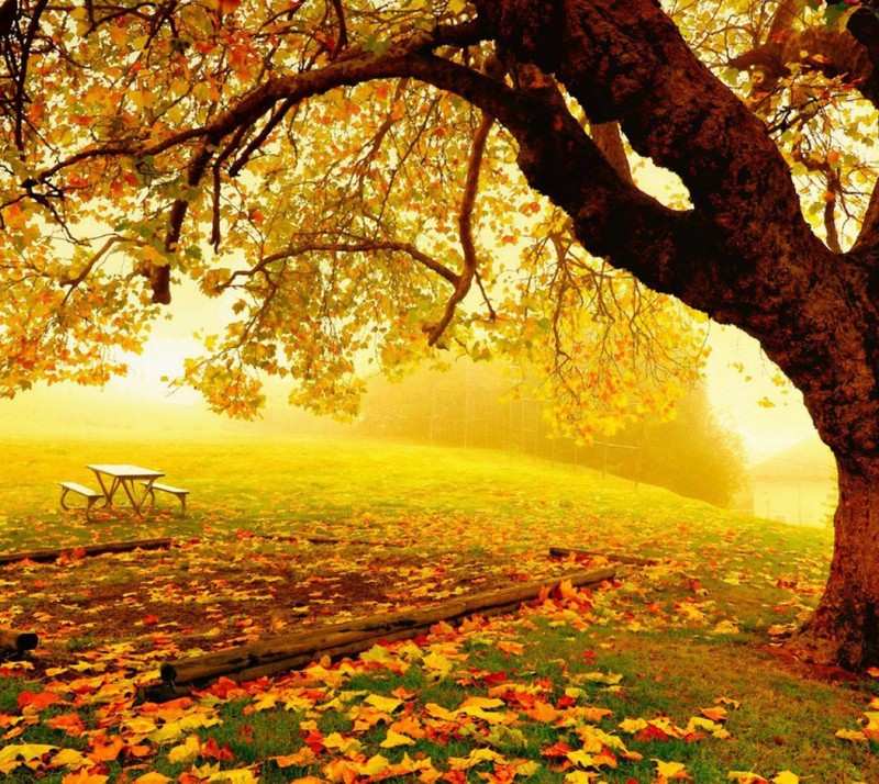 A close up of a bench under a tree in a field (garden, leaves, nature, tree)