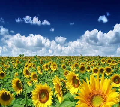 naturaleza, naturaleza hd, sol, girasoles