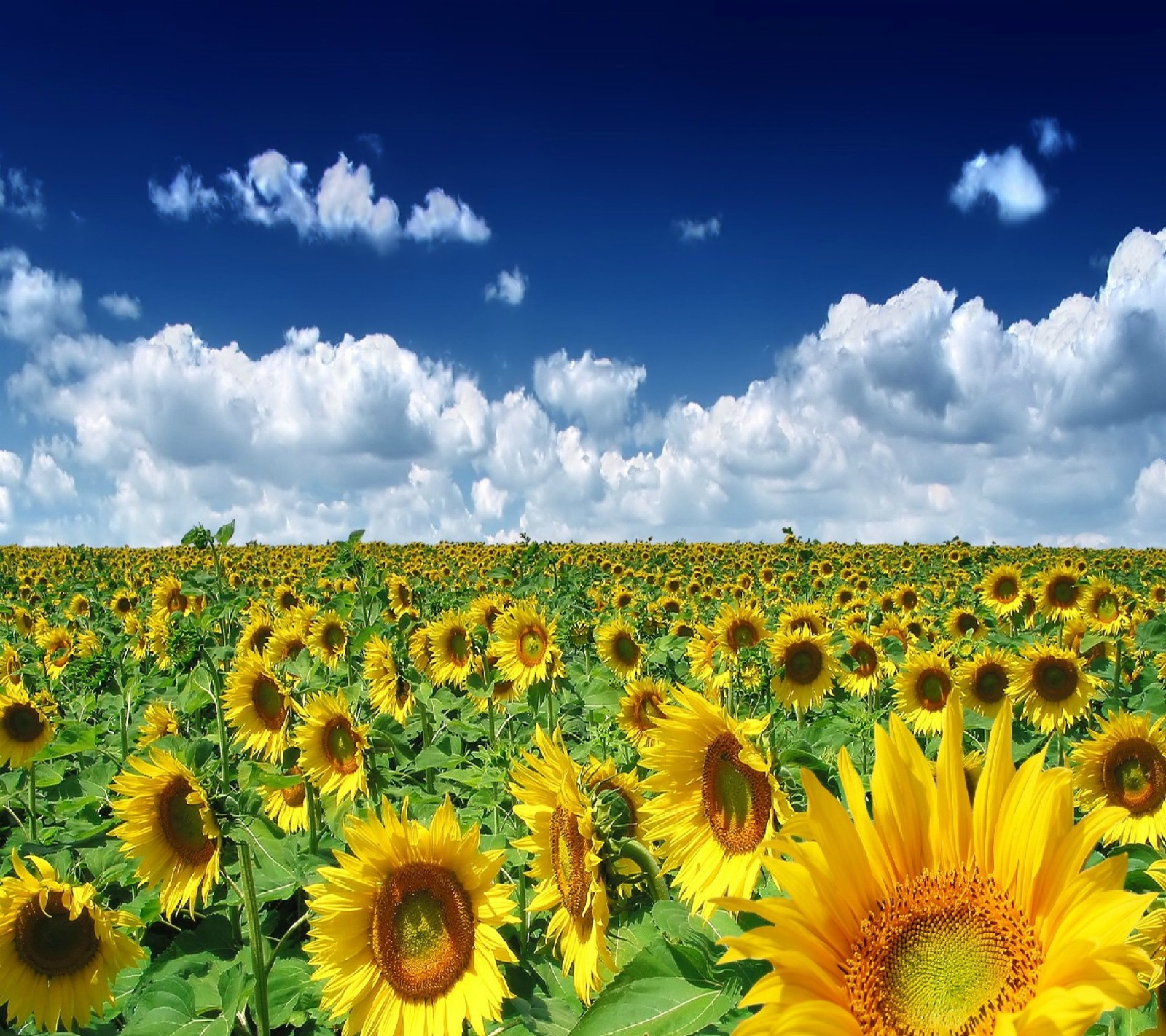 Un gros plan d'un champ de tournesols avec un ciel bleu en arrière-plan (nature, nature hd, soleil, tournesols)