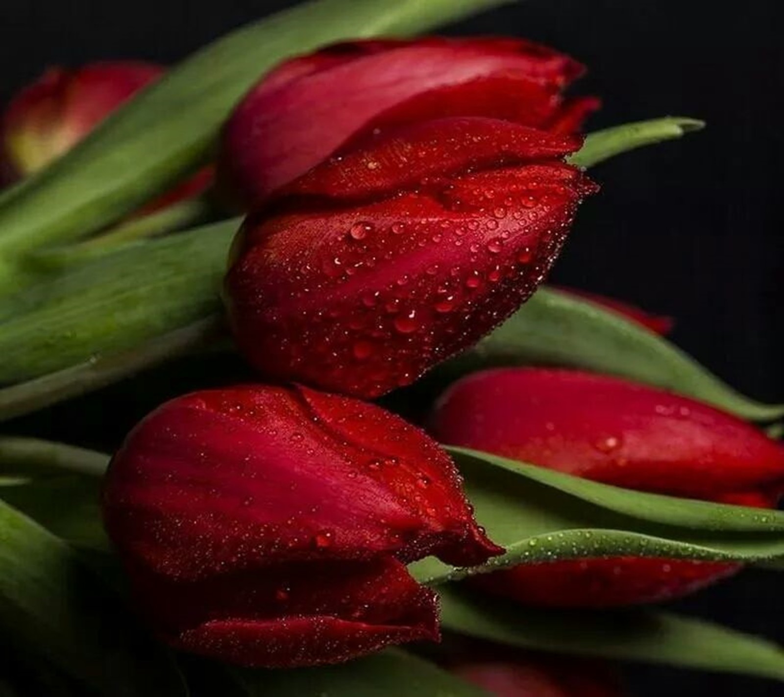 There are a bunch of red tulips with water droplets on them (red, tulips)