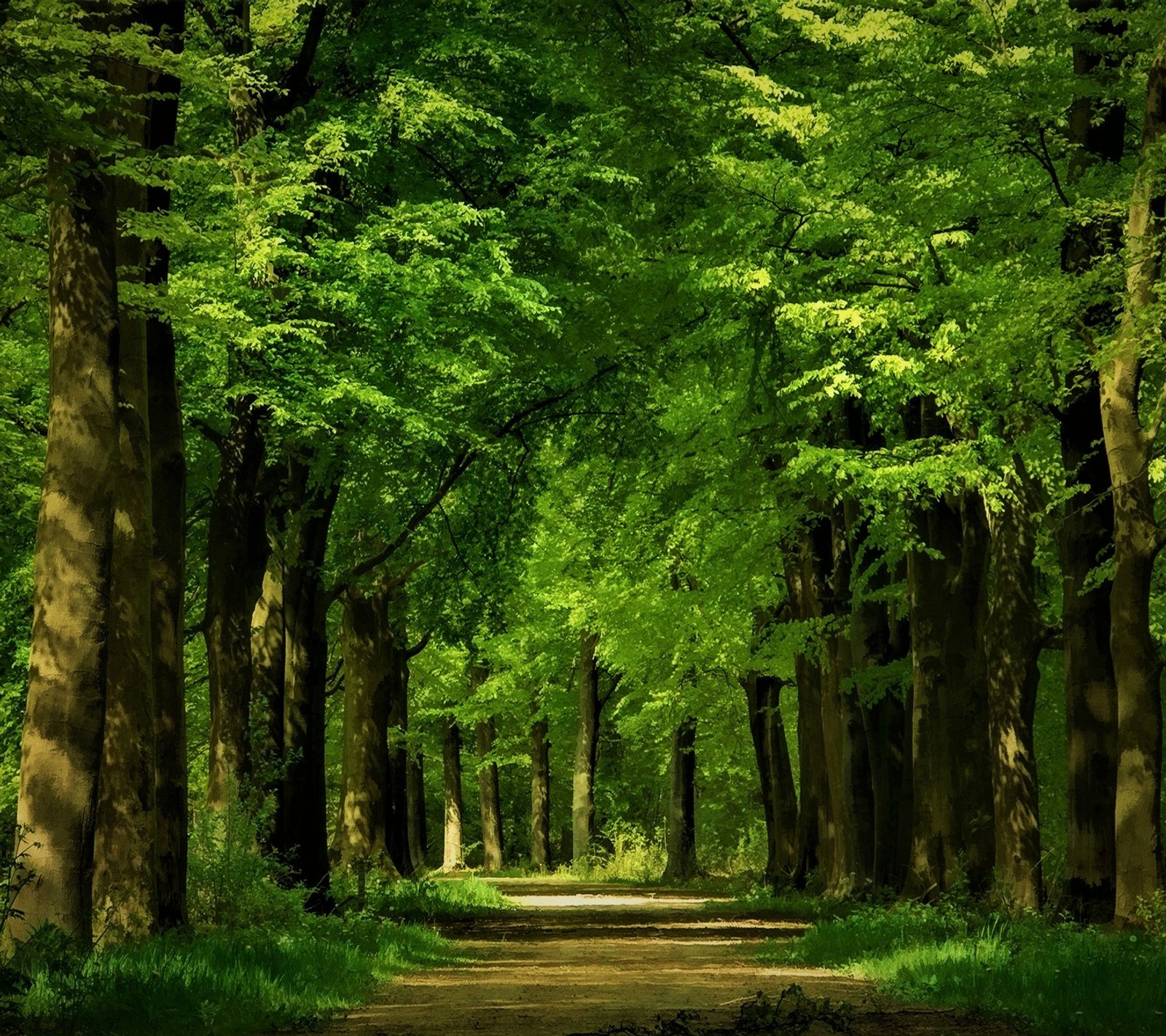 Un chemin de terre entouré d'arbres dans une forêt avec des feuilles vertes (abej, ruelle, beograd, vert, route)