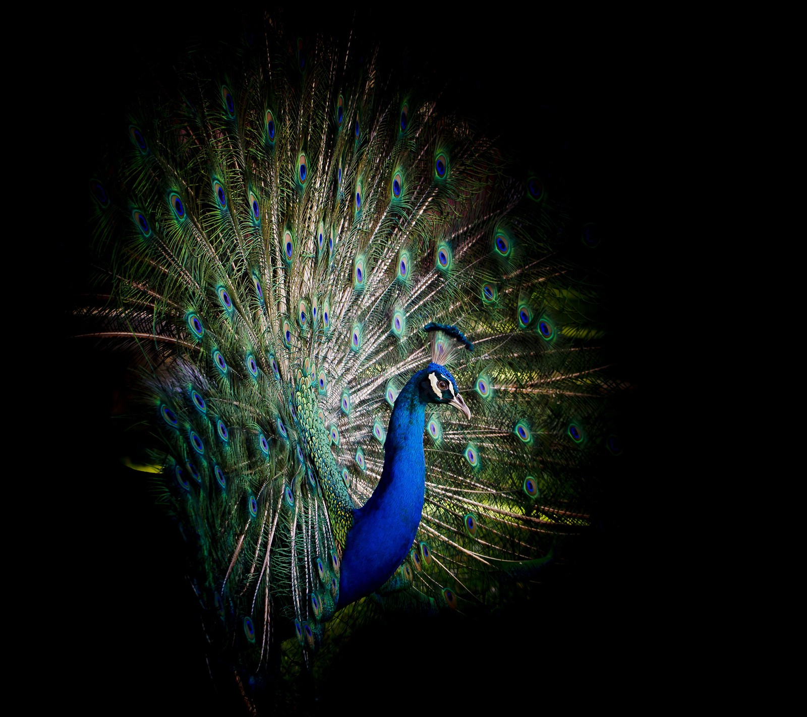 Paon avec des plumes déployées dans l'obscurité (beau, beautiful birds, beau paon, beaux papiers peints, oiseaux)