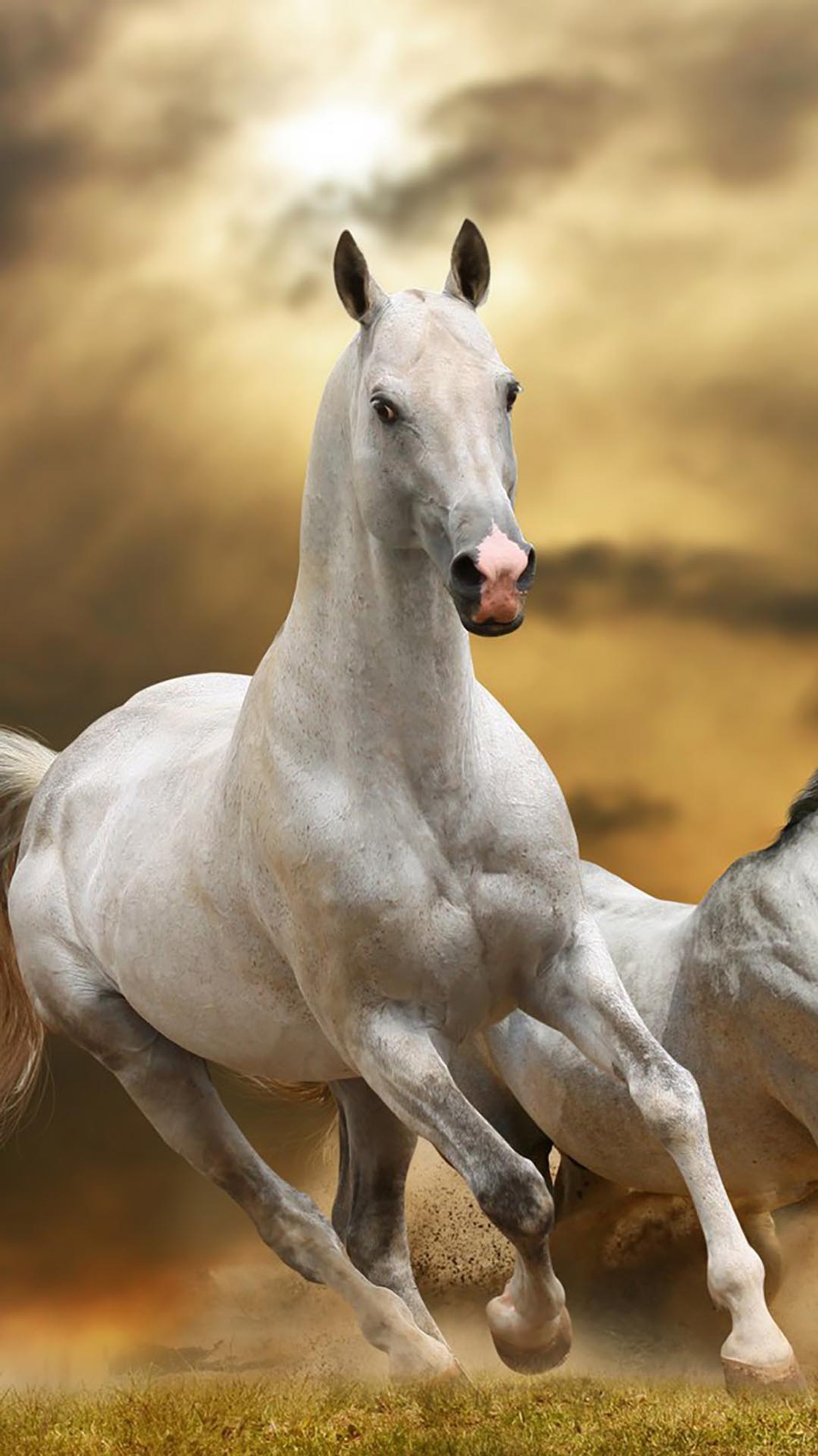 Horses running in a field with a cloudy sky in the background (caballos, horse)