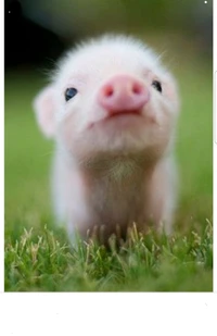 kiss, pig, cute wallpaper