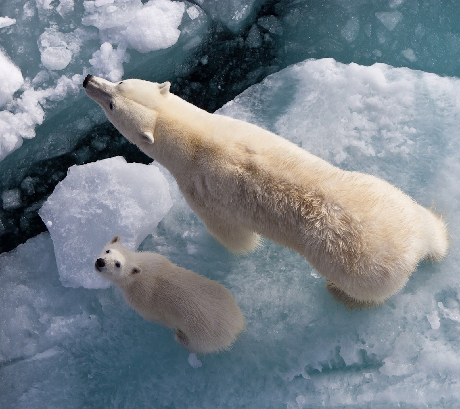 Deux ours polaires debout sur la glace dans l'eau (ours, glace, iceberg, blanc)