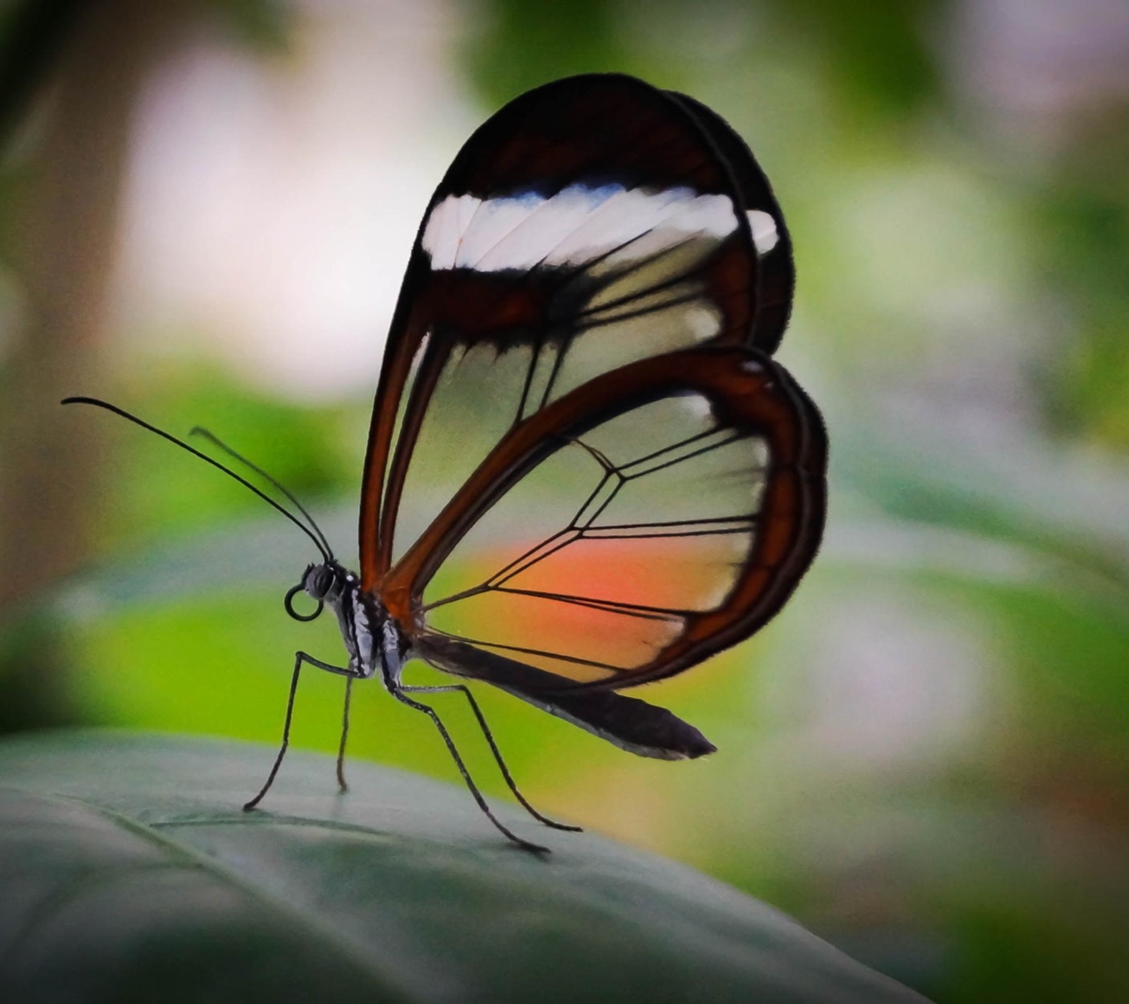 Hay una mariposa sentada en una hoja (animal, mariposa)