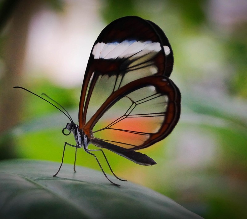 Il y a un papillon qui est assis sur une feuille (animal, papillon)