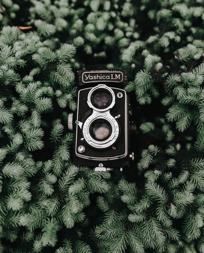 Vintage Yashica LM Kamera, eingebettet in immergrünes Laub