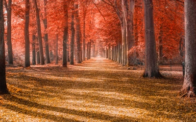 Chemin d'automne à travers des arbres rouges vibrants