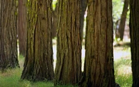 Majestätische Baumstämme in einem alten Wald, die strukturierte Rinde und üppiges Grün zeigen.