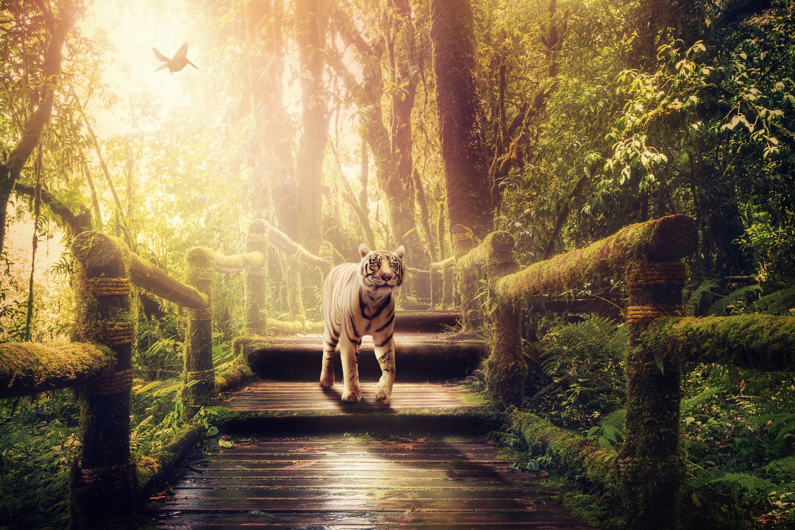 Un gros plan d'un tigre marchant sur un pont en bois (tigre blanc, escaliers en bois, forêt, jungle, arbres verts)