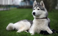 аласканский маламут, сибирский хаски, аляскинский хаски, alaskan husky, щенок