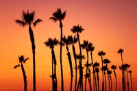 Silhouetted Palm Trees Against a Vibrant Orange Sunset