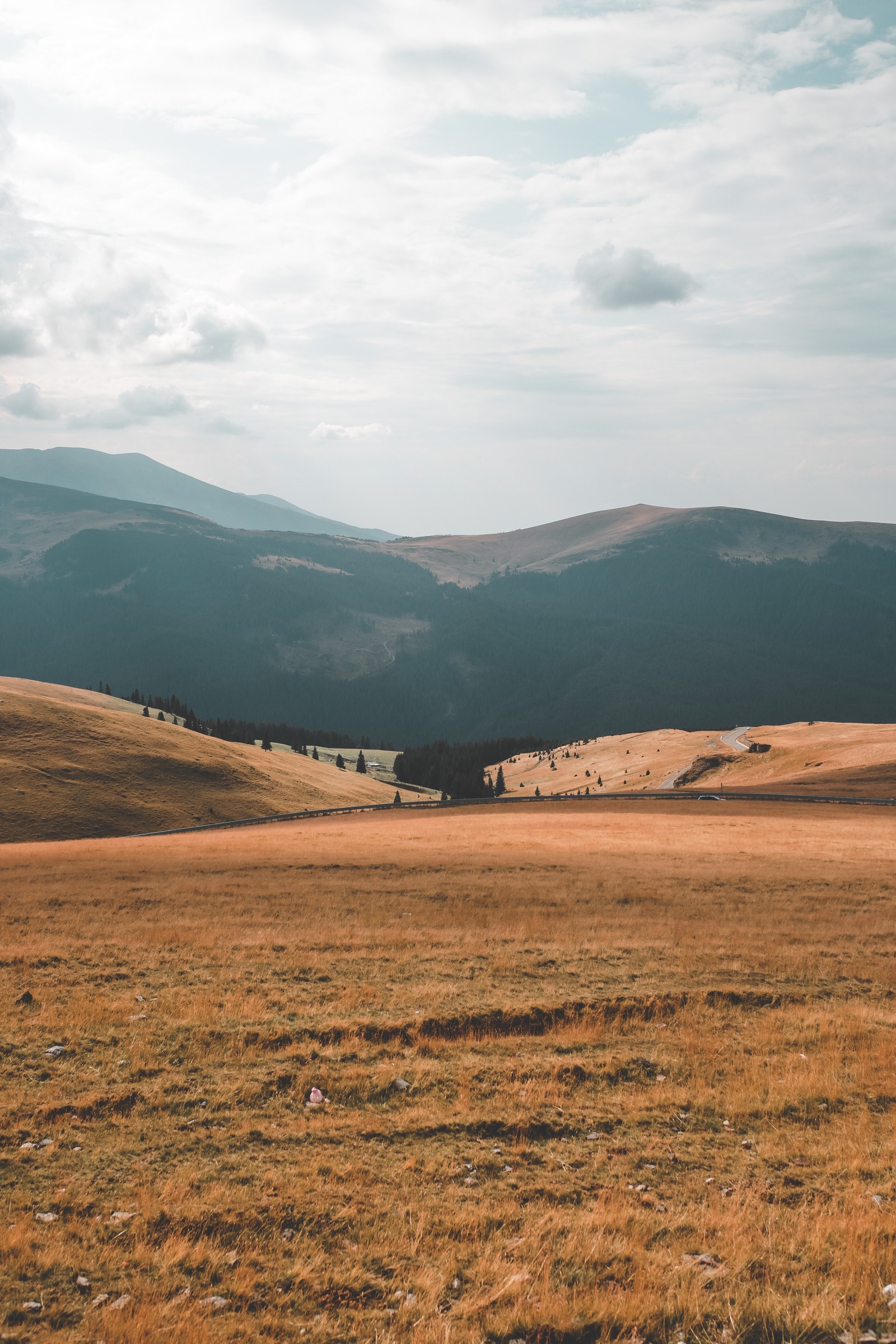 Il y a un cheval qui se tient dans l'herbe dans le champ (prairie, hauts plateaux, environnement naturel, formes montagneuses, colline)