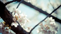 Ramo delicado de flor de cerejeira na luz da primavera