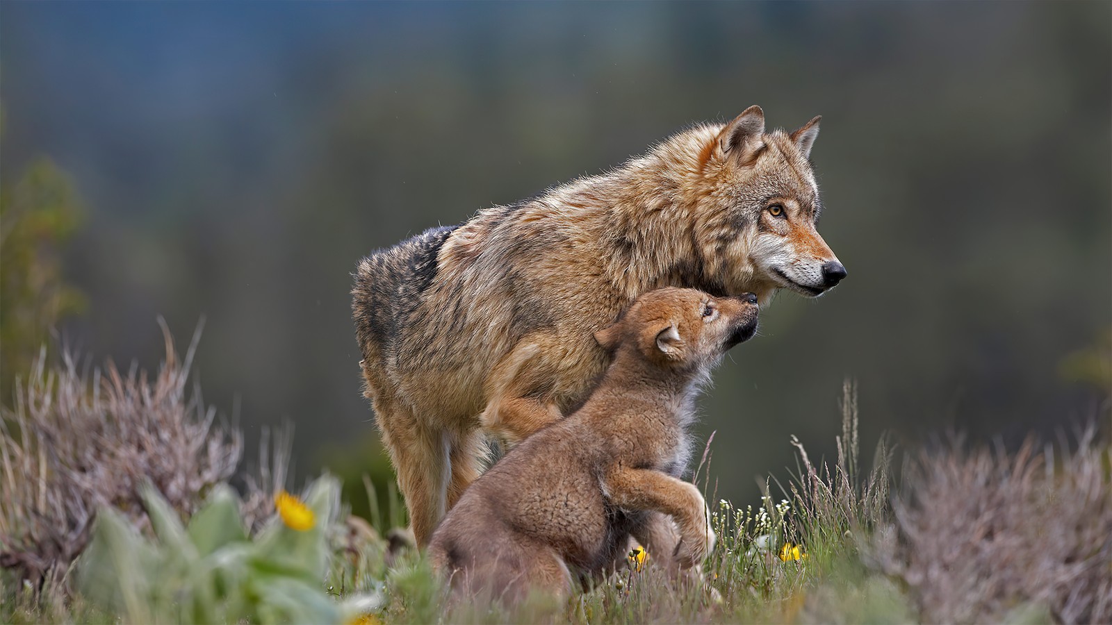 Hay un lobo y un cachorro de pie en un campo. (gris, lobo, cubo, animales, animal)