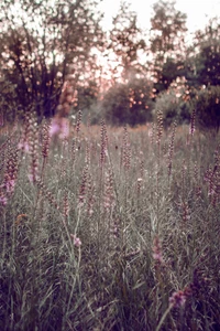 Des fleurs de lavande violette au milieu de la prairie herbeuse au crépuscule