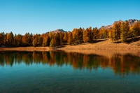 Reflexões de outono: um lago sereno cercado por árvores douradas