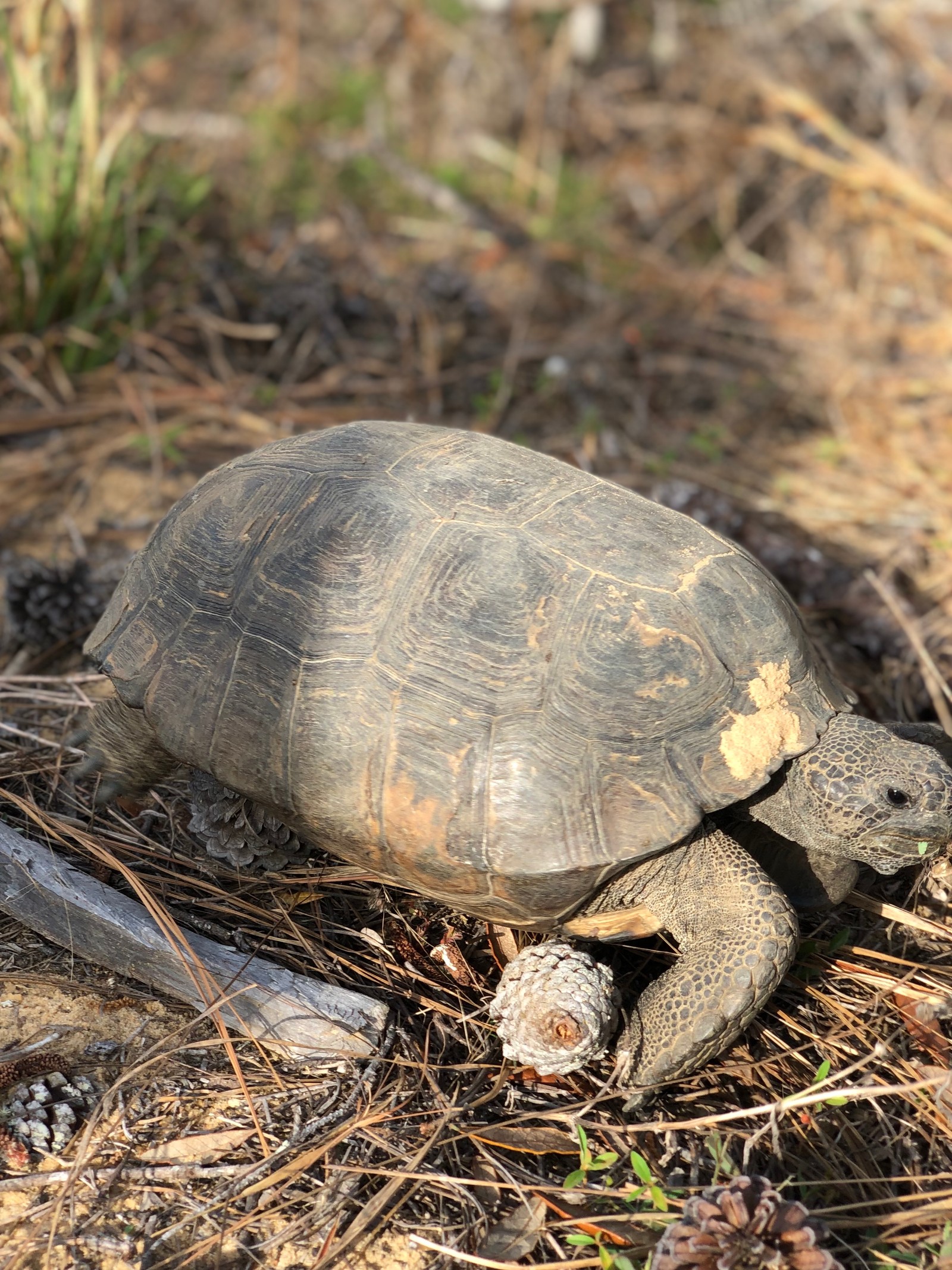 Il y a une tortue qui marche sur le sol (tortue, animal terrestre, nature, herbe, reptile)