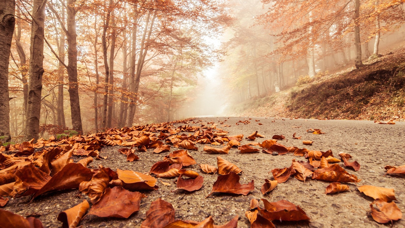 autumn, tree, landscape, leaf, deciduous Download Wallpaper