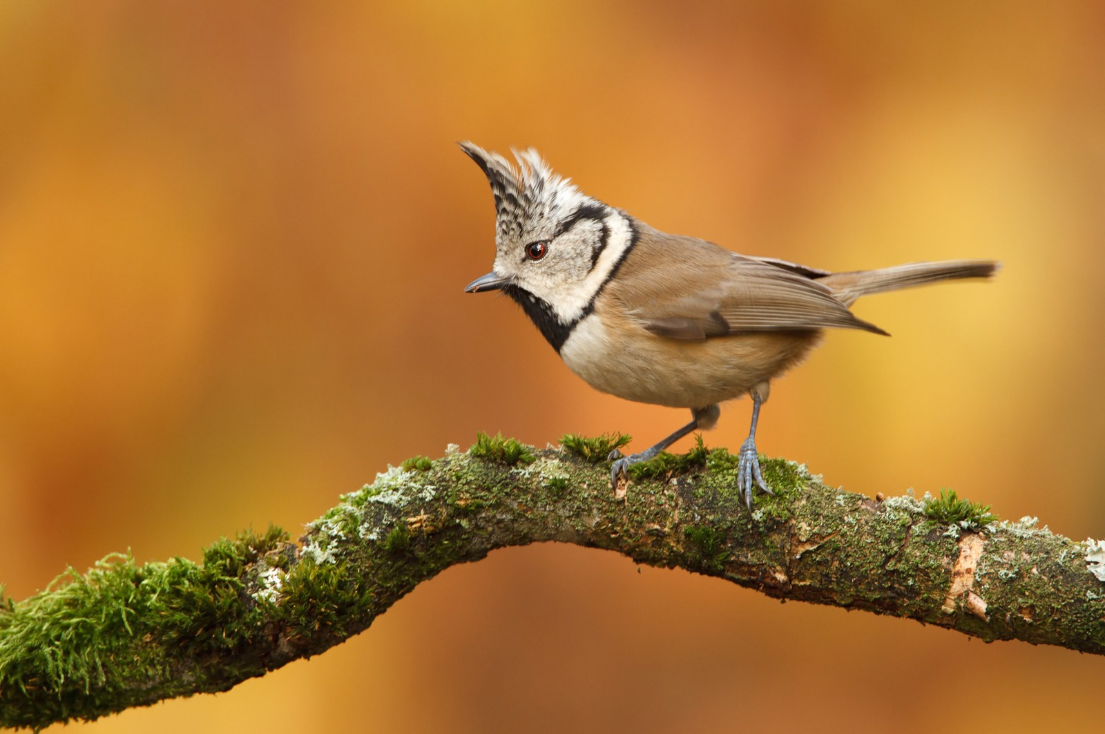 Arafed bird perched on a branch with moss and lichens (bird, beak, wildlife, perching bird, old world flycatcher)