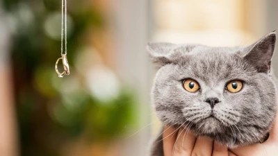 Gato Chartreux con bigotes llamativos y ojos dorados