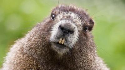 Curious Terrestrial Rodent with Distinctive Snout