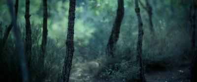 Nebliger Waldweg in einem üppigen Wald