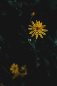 Flor silvestre amarilla vibrante contra un fondo oscuro, simbolizando la resiliencia y la belleza en la naturaleza.