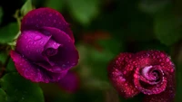 flora, garden roses, water, petal, colorfulness wallpaper