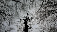 Branches d'arbre en silhouette contre un ciel gris