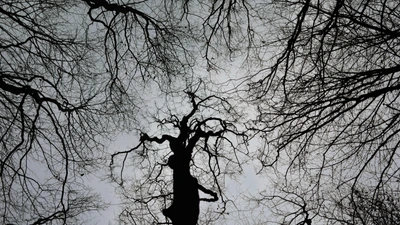 Branches d'arbre en silhouette contre un ciel gris