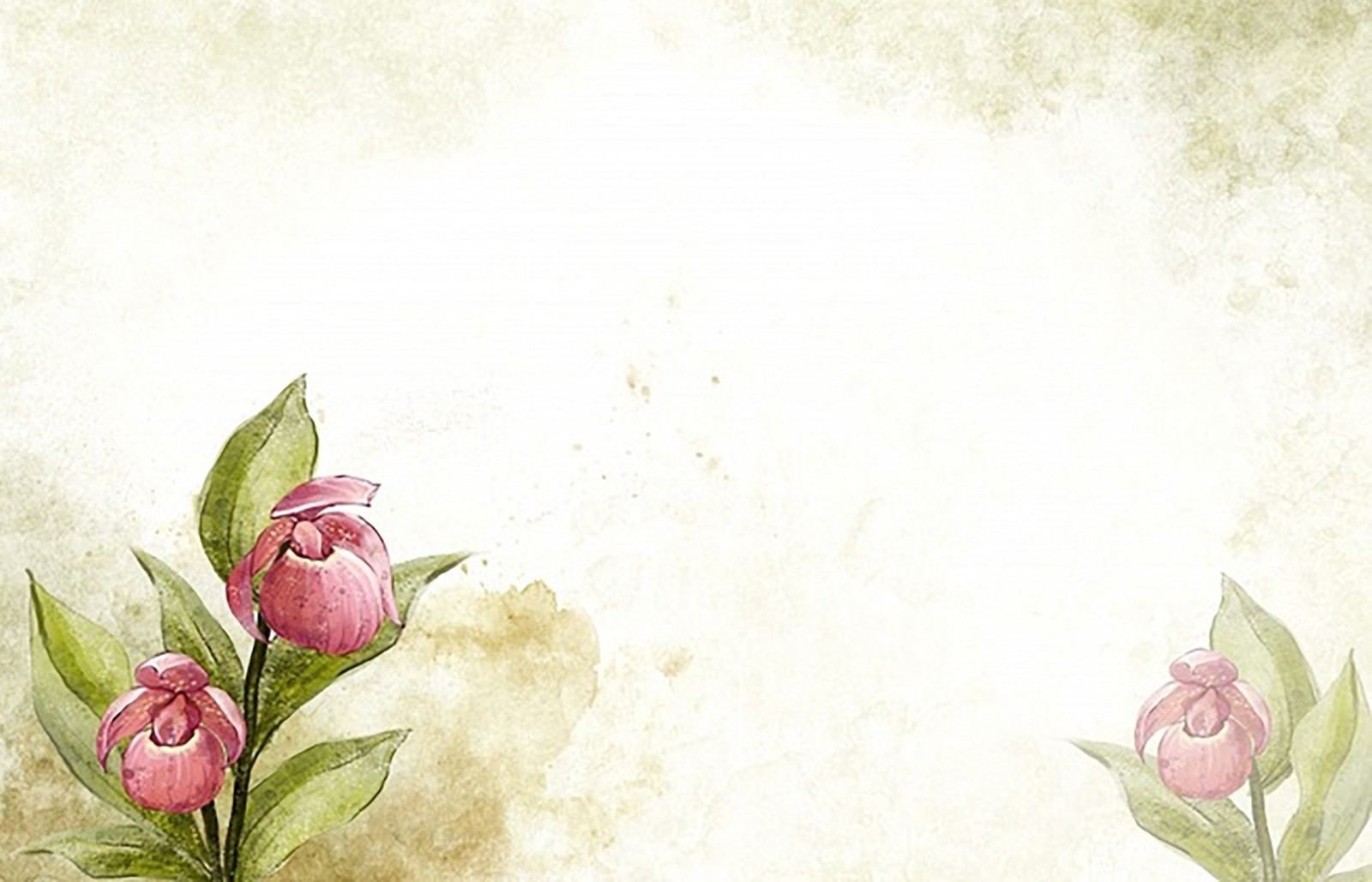 flower, pink, plant, watercolor paint, petal wallpaper